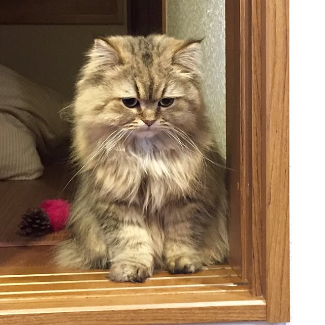 butachanさんの実例写真