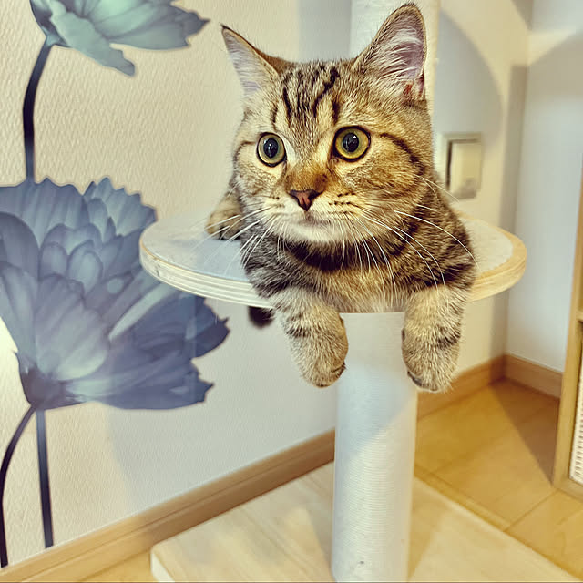chiiさんの実例写真