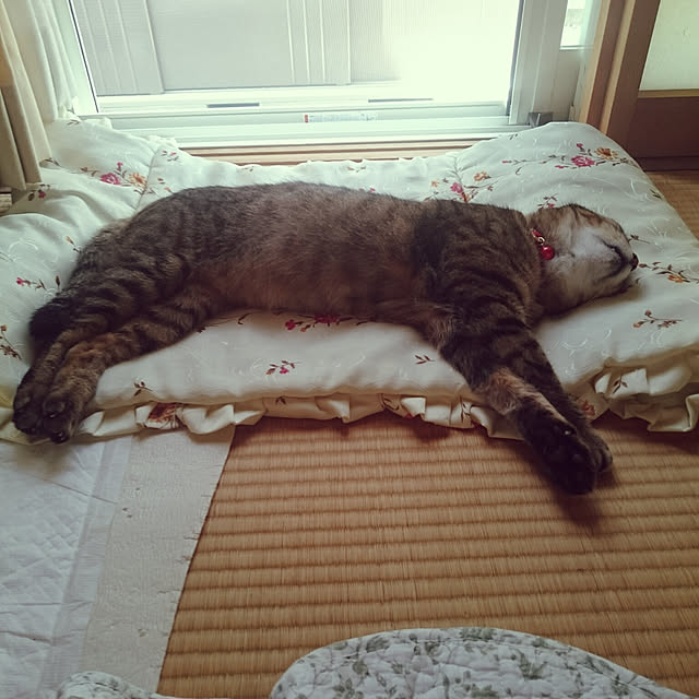lilyさんの実例写真