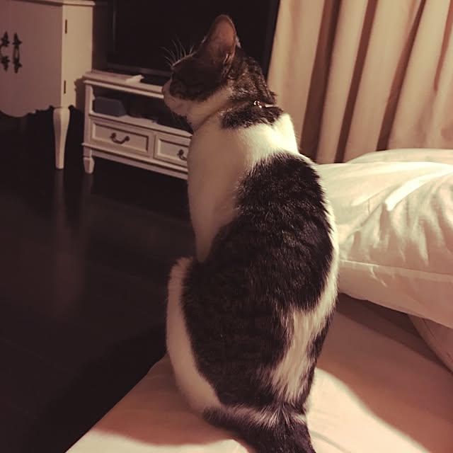 Shihoさんの実例写真