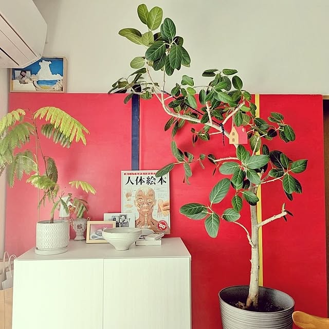 atarasiioutiさんの実例写真