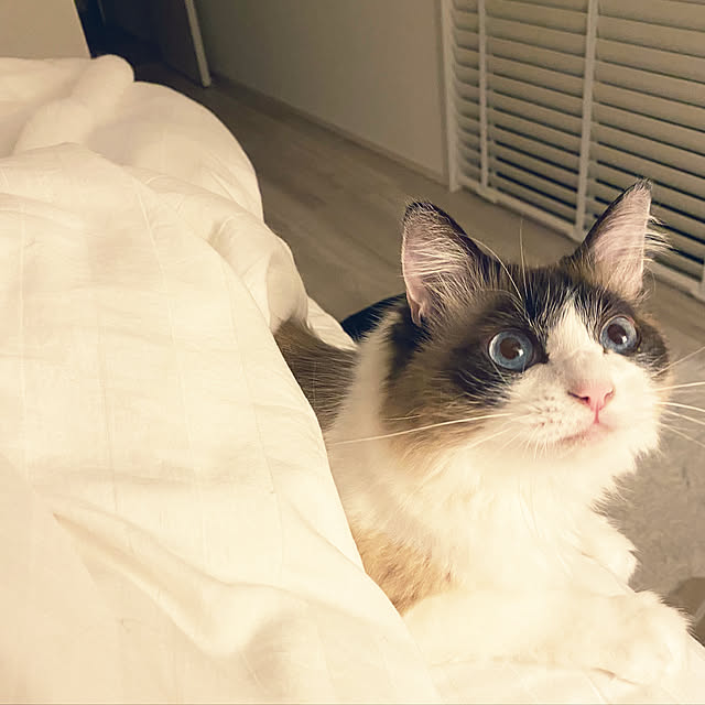 gingerwynksさんの実例写真