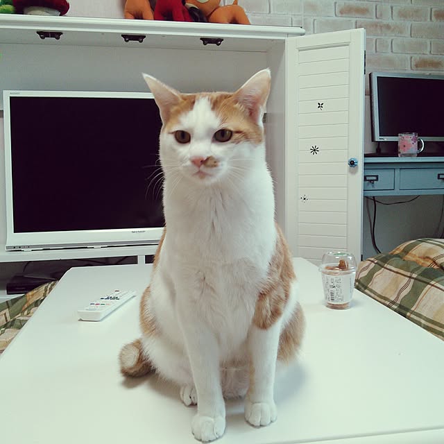 pouさんの実例写真