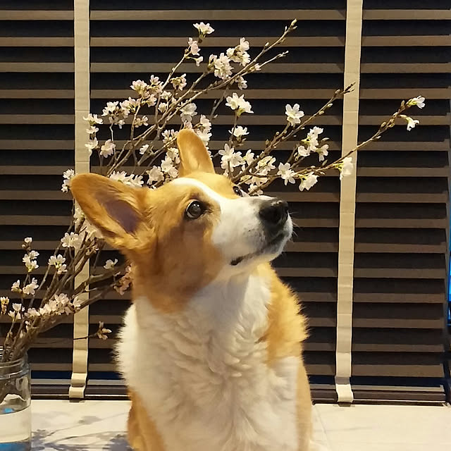 mapiさんの実例写真