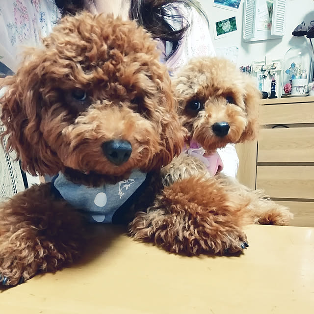 satochiさんの実例写真