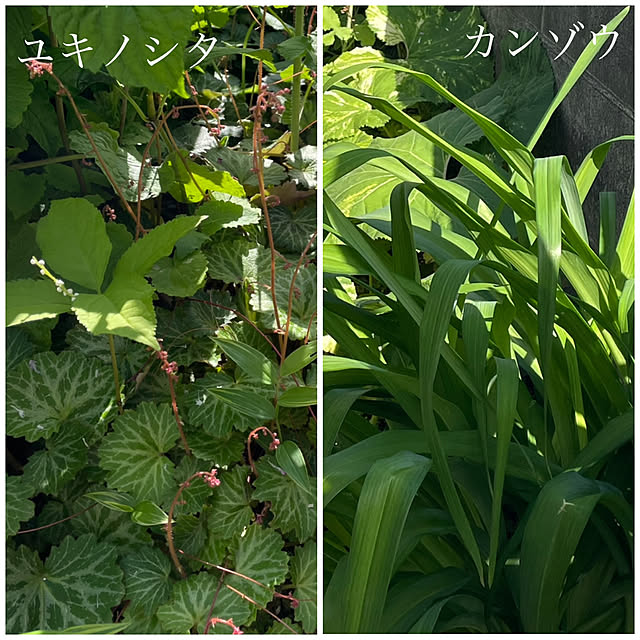 nobikoさんの部屋