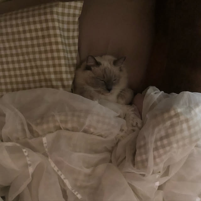 maさんの実例写真