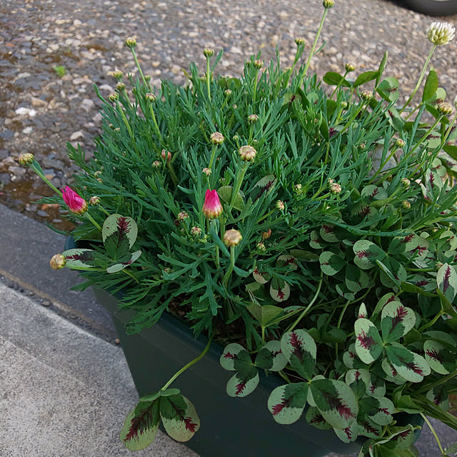 KOHAKUさんの実例写真