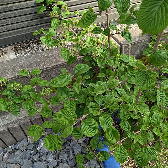 Miyumamaさんの部屋