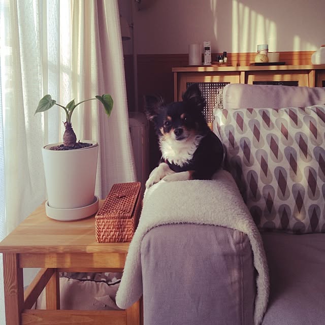 comoさんの実例写真