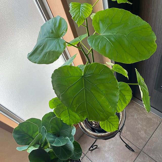 kuikoさんの部屋