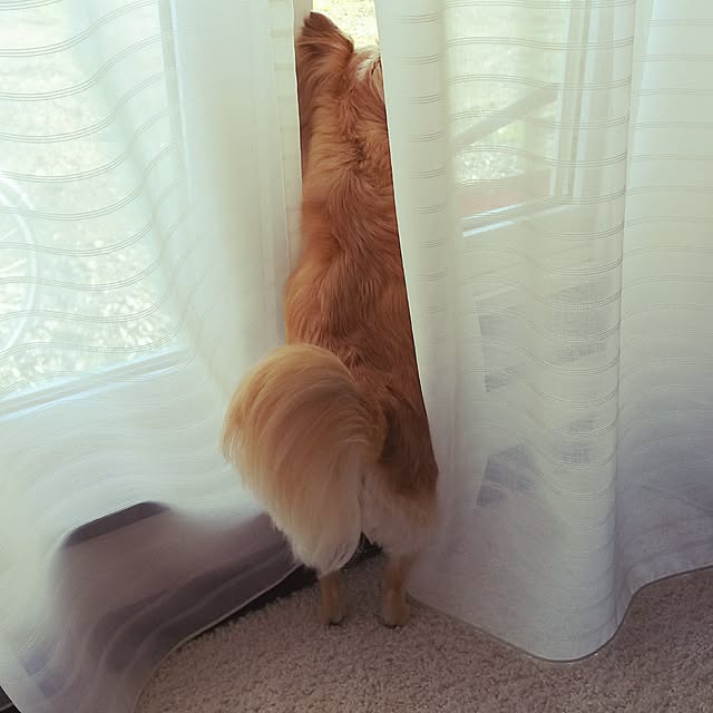 kojikojiさんの実例写真