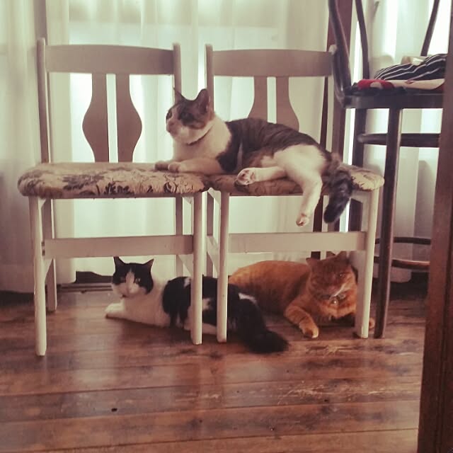 Anmituさんの実例写真
