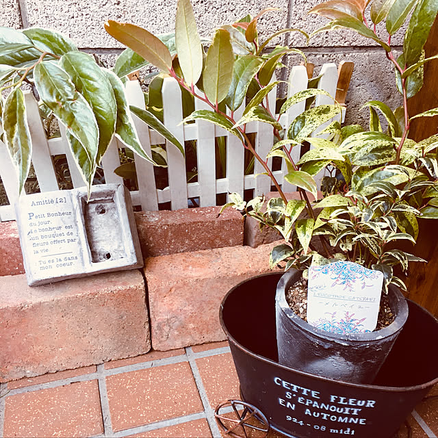 mimichankさんの実例写真