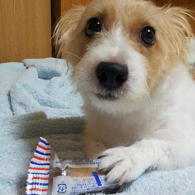 kakkyさんの実例写真