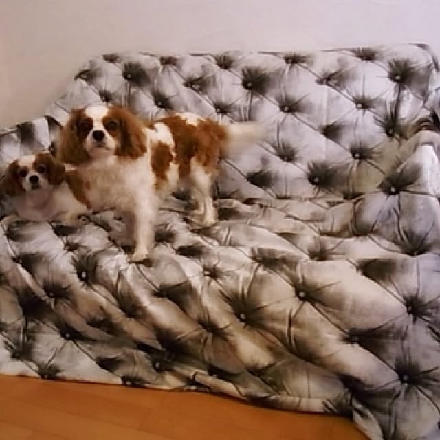 chee_popincourtさんの実例写真