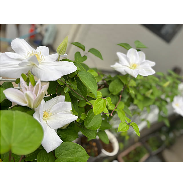 CoCo0617さんの部屋