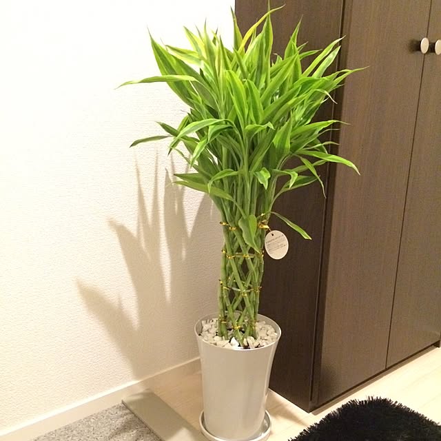 hanさんの実例写真