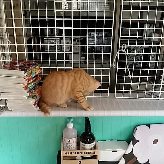 kikiさんの実例写真
