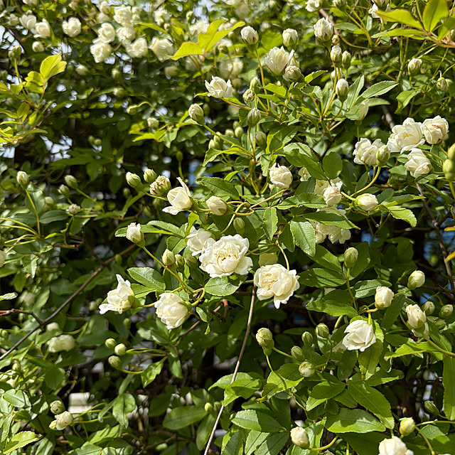 Yukiさんの実例写真