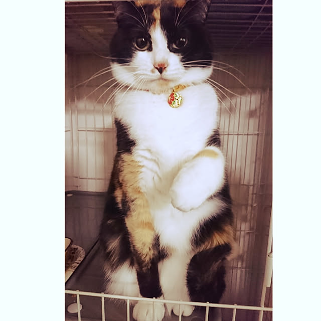 リビング/こなつ/三毛猫のインテリア実例 - 2019-01-10 18:51:14
