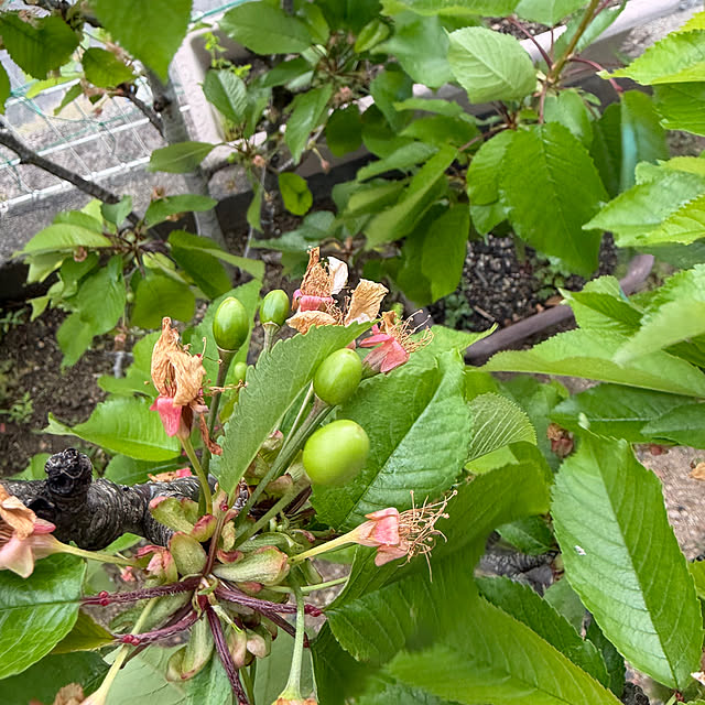 applepieさんの実例写真