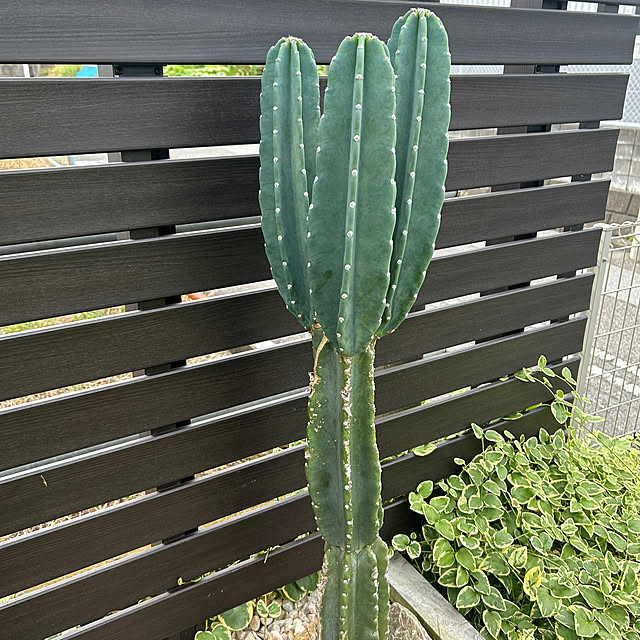 kuroさんの実例写真