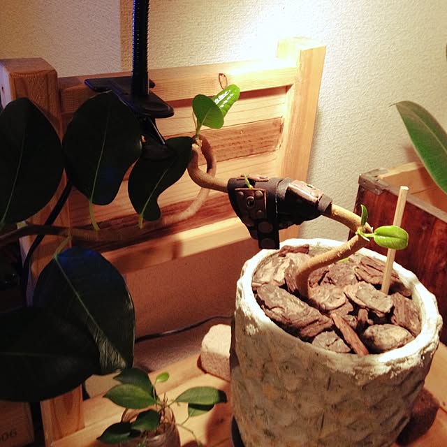 rrikiyさんの実例写真