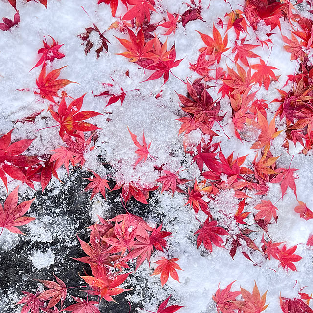 ikさんの実例写真