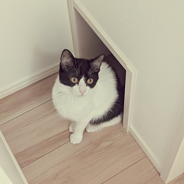 shiratamaさんの部屋