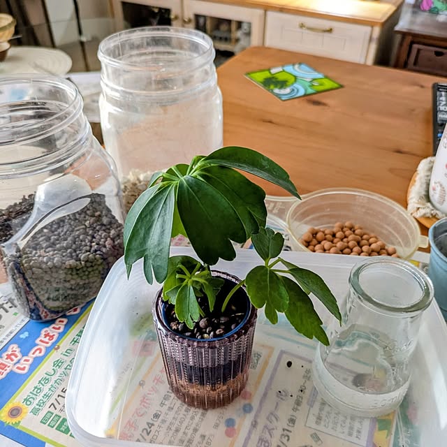 mi-saさんの部屋