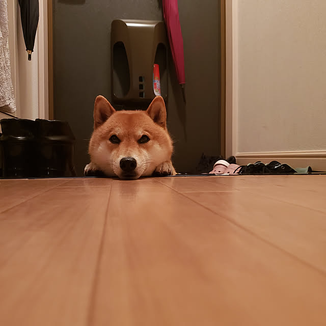 haruさんの実例写真