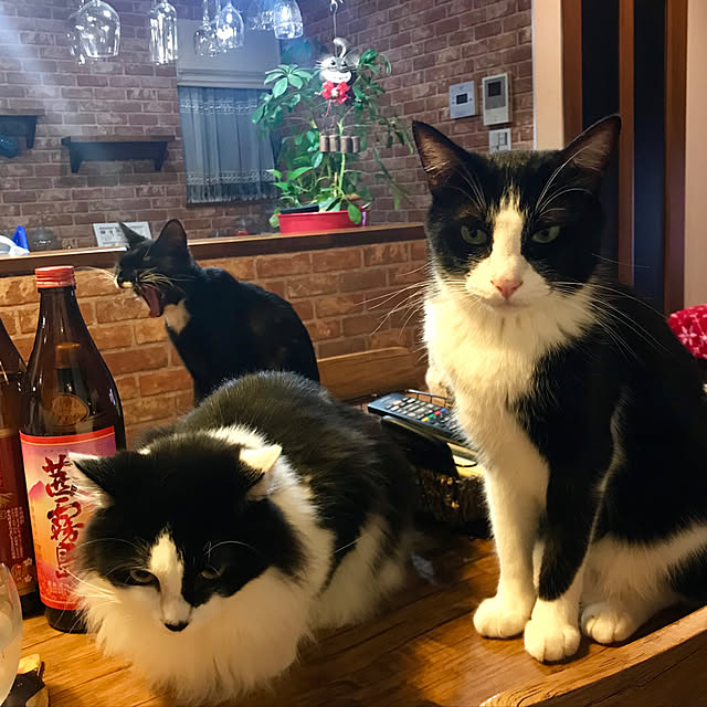 butachanさんの実例写真