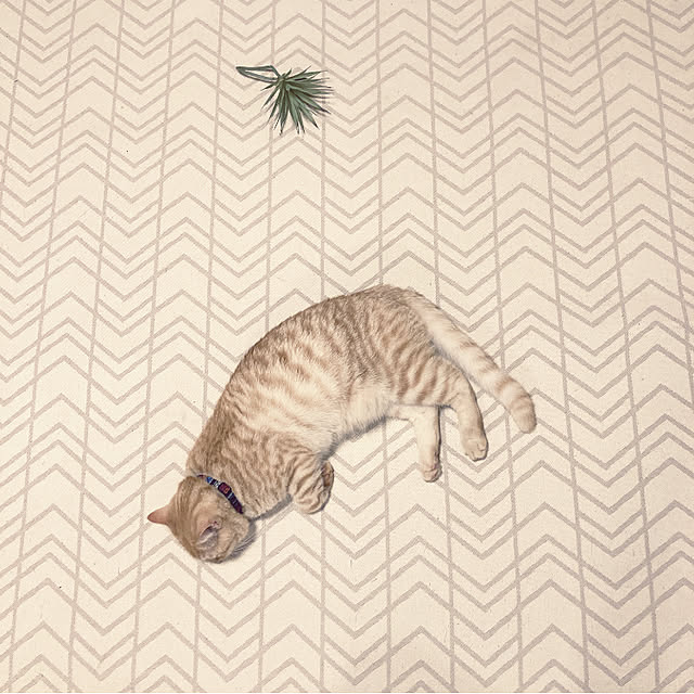 m.k.mさんの実例写真