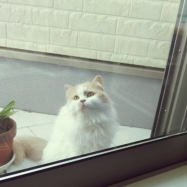 nonkoさんの実例写真