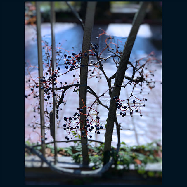 satochanさんの実例写真