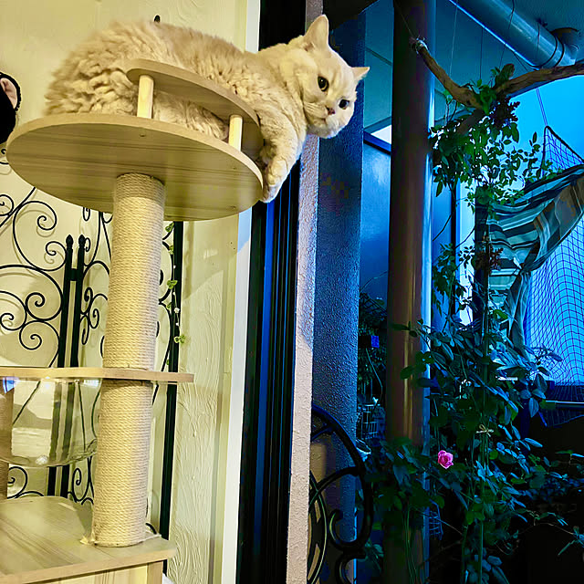 naokoさんの実例写真