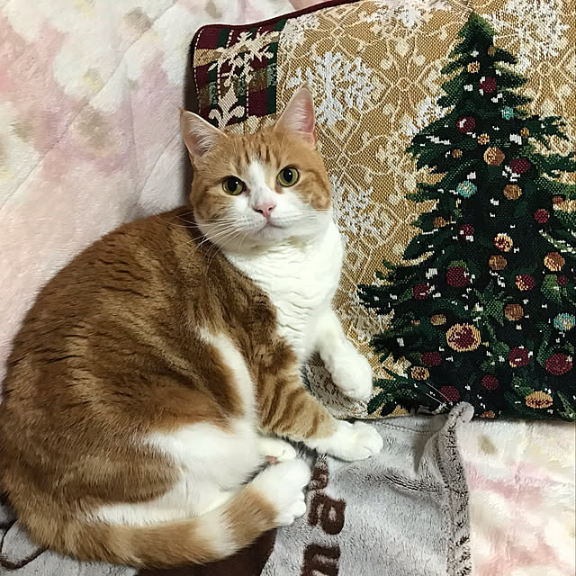 mikittyさんの実例写真