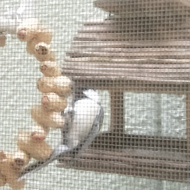 opiopiopiさんの実例写真