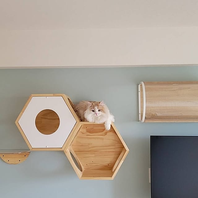Shiratamaさんの部屋