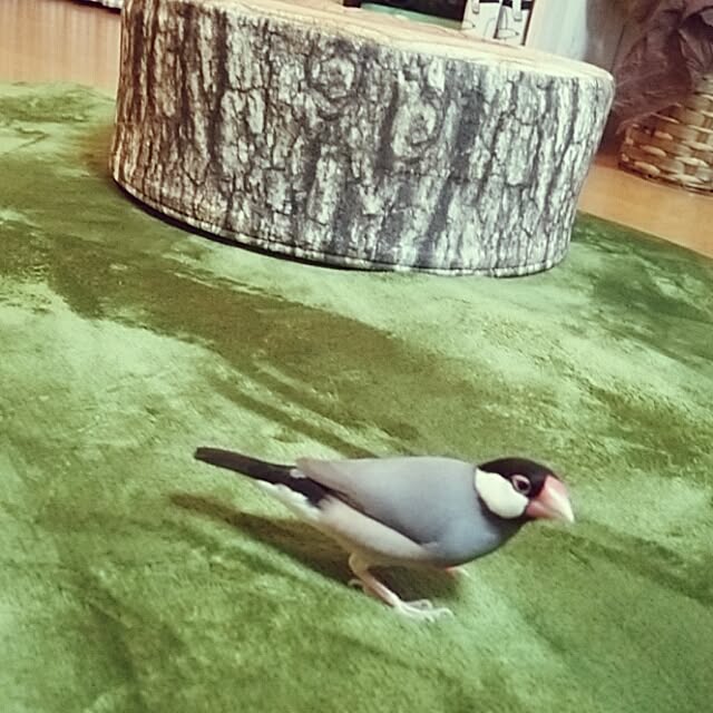 miiさんの実例写真