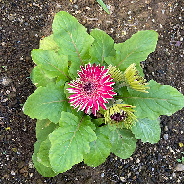 Haruさんの実例写真