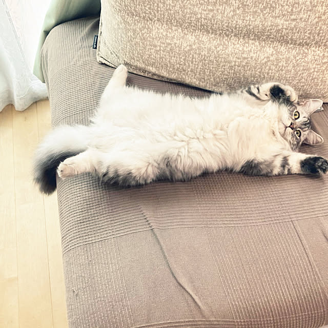 ecopanaさんの実例写真