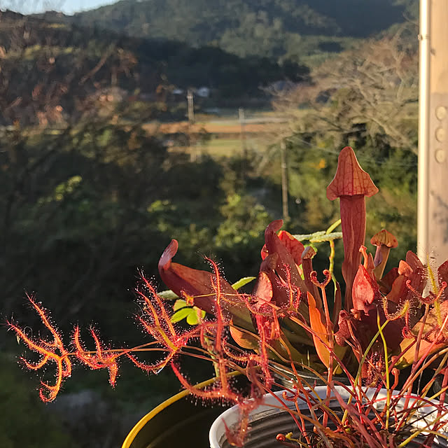 sakurasakuさんの実例写真