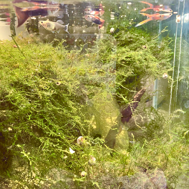 pochi3461さんの実例写真