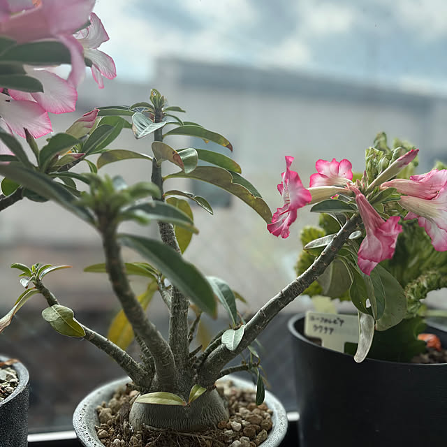 otanuさんの部屋