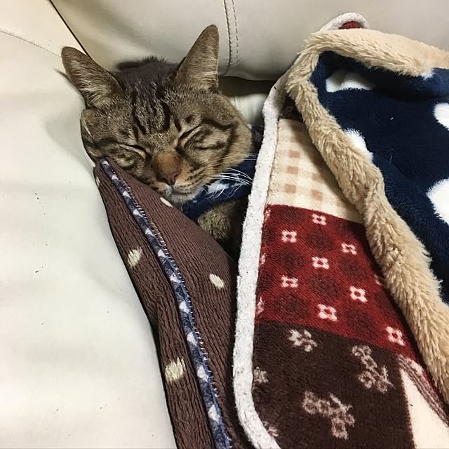 megkeiさんの実例写真