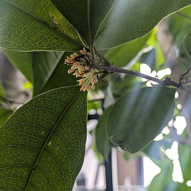 mori_6_12さんの実例写真