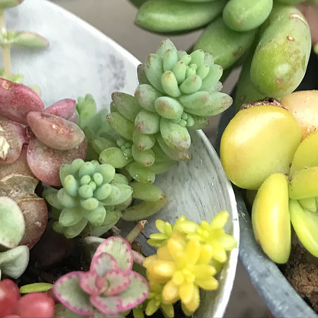 **yuu**さんの実例写真