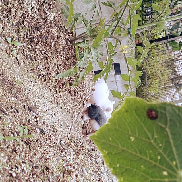 miiiiさんの実例写真